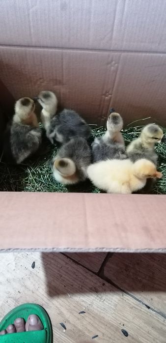 Boboci de gașca și pui de curca