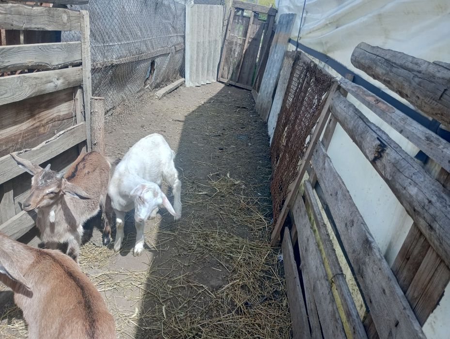 Vând Iadă și țap