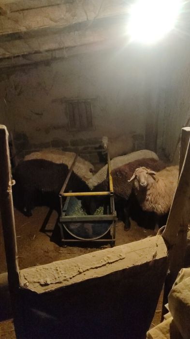 Семіз қой, ісек, тоқтылар сатылады,