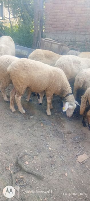 Vând oi de carne și lapte