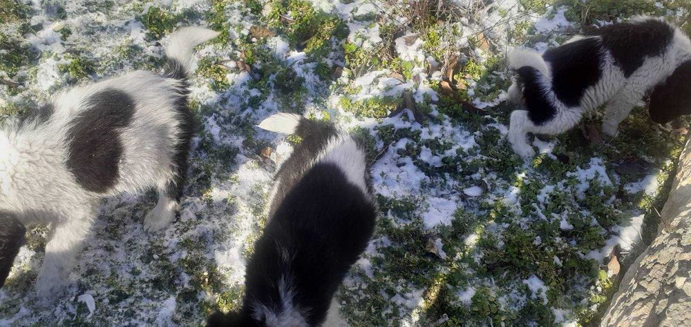 Подарявам кученца < 3