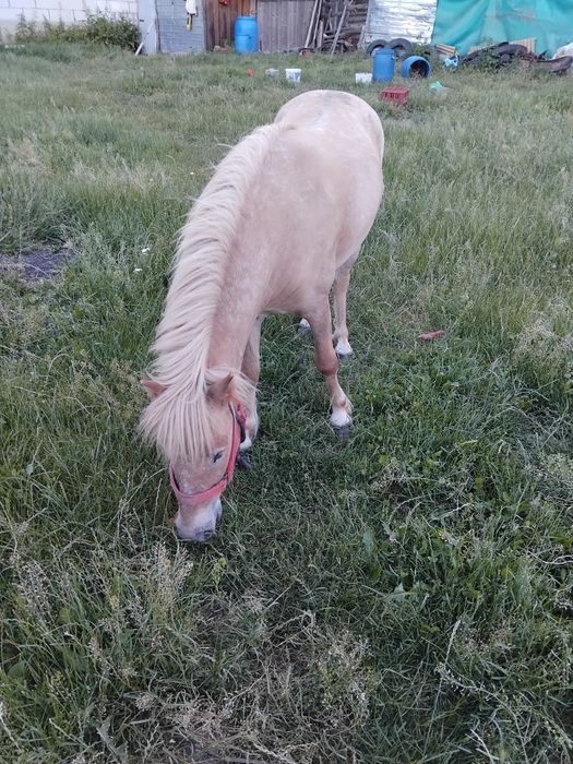Vand o poneita in vârstă de 3 ani blanda