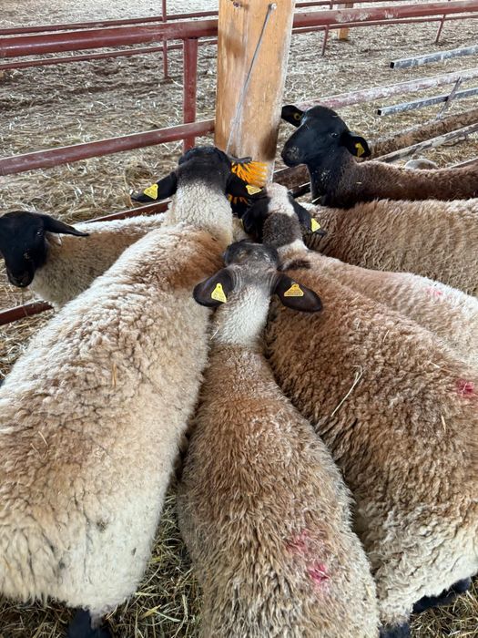 Vand oi sufolk si capre