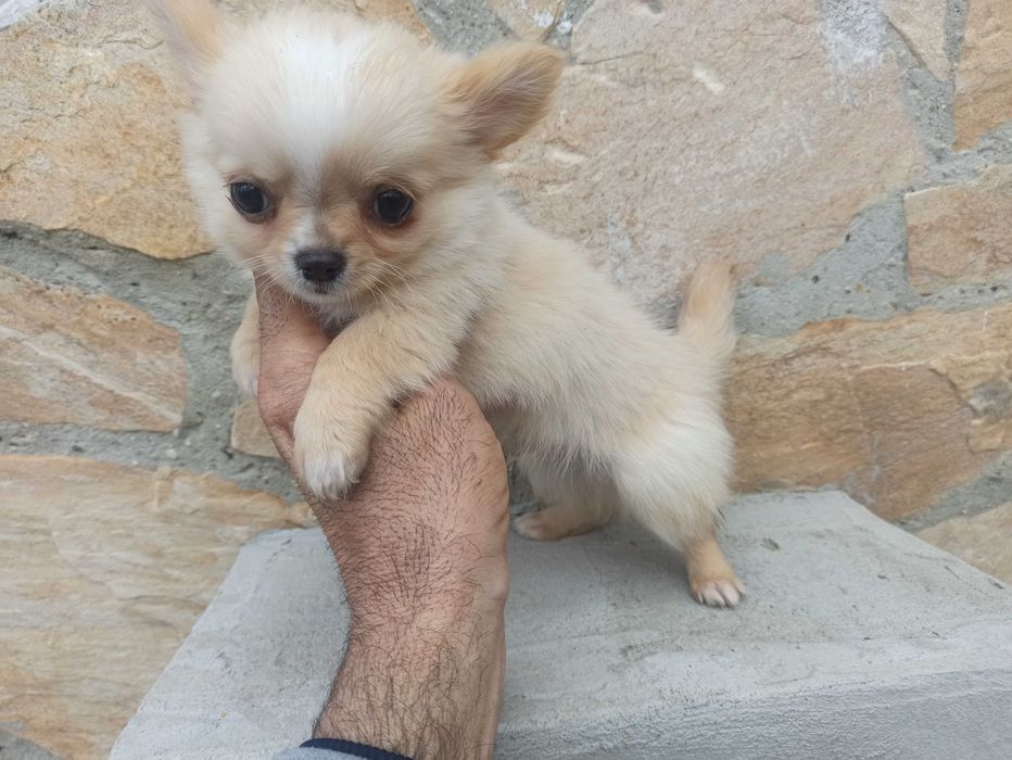 Продавам мини чихуахуа