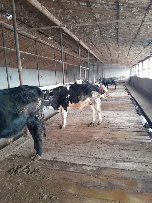 Бука сатылады саудасы бар