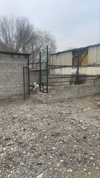 уй сатылады 5 болмелі Косак ауылында .