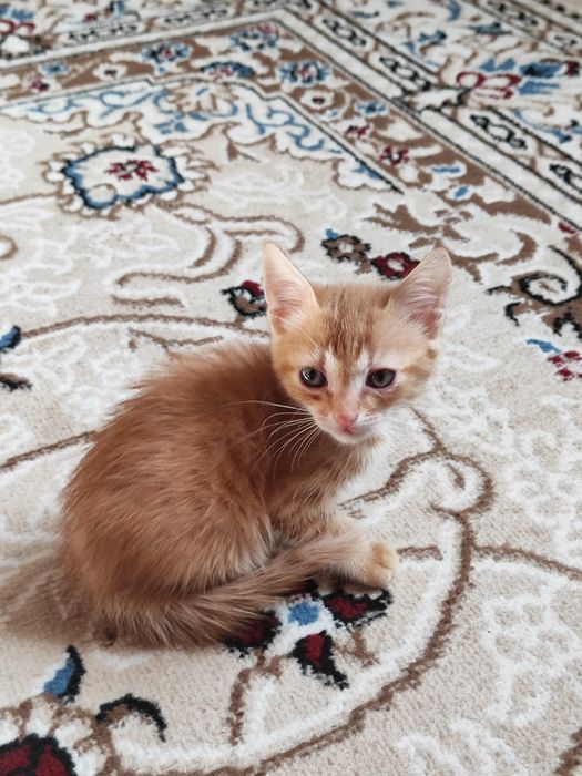 Отдам котят в добрые руки