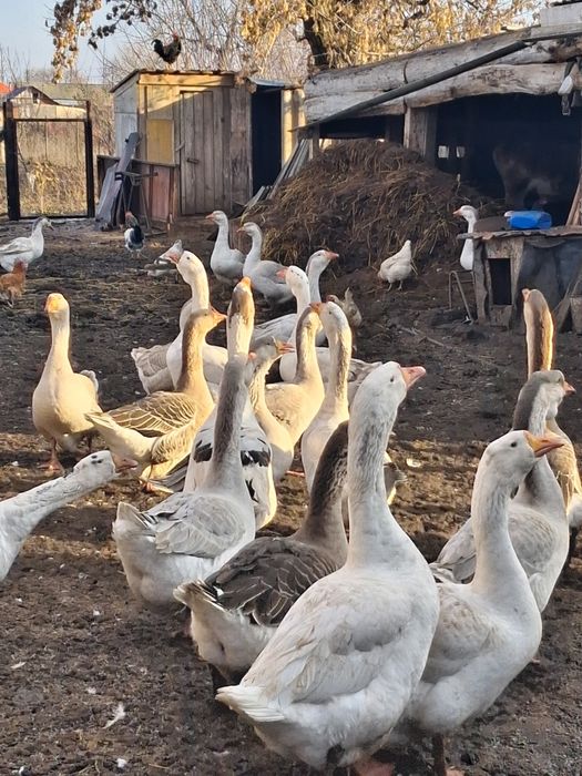 Продам гусей на племя