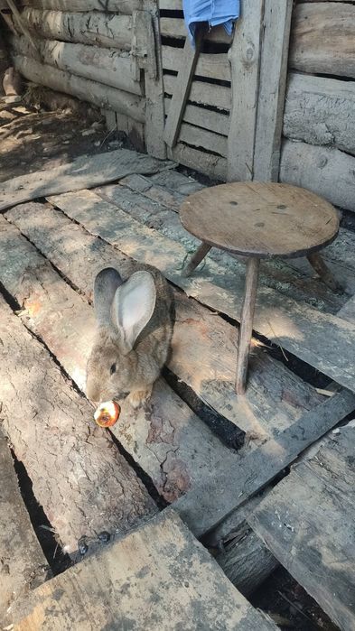 Uriaș german pereche gestantă!