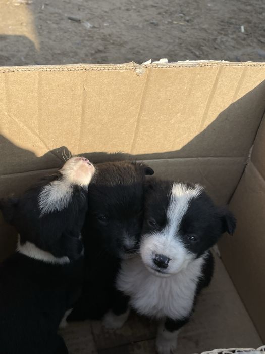 кушыктер сатылады