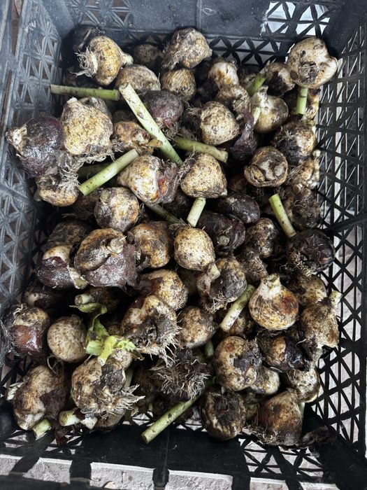 Продам луковицы тюльпанов