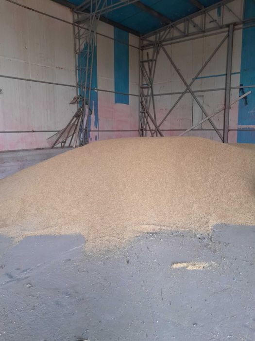 orzoaica casanova grau aveniu foarea soarelui