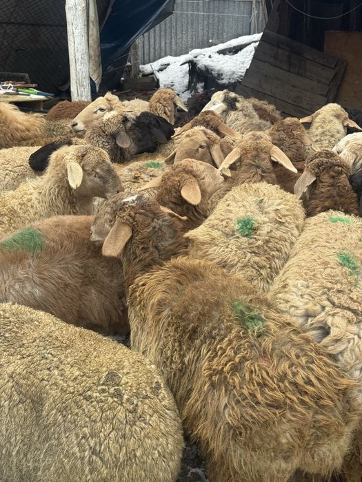 Бараны  Кой  кои  баран