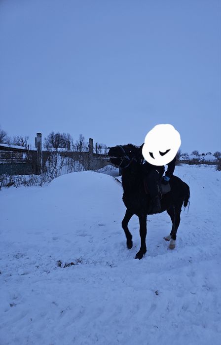 Осы донен аигыр сатылат 3жасар