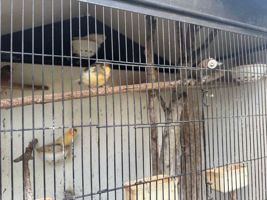Canari