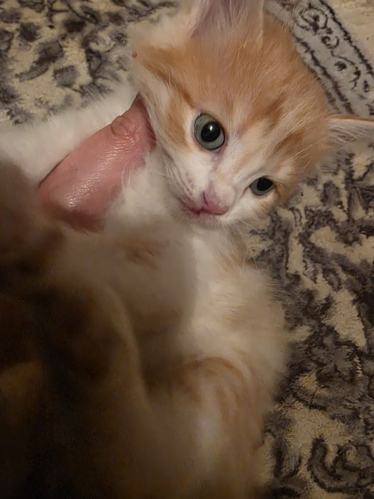 Сибирские котята  в добрые руки