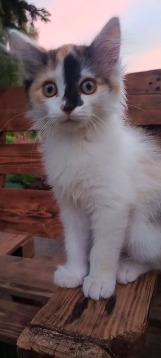 Кошечка  ищит свой дом.