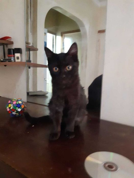 Котенок в добрые руки. Смотрите другие объявления автора