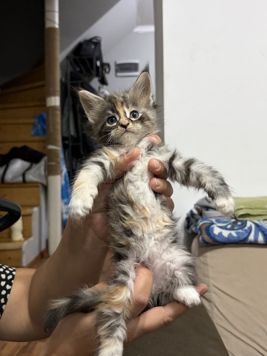 Котята Мейн-Кун 1,5 месяцев