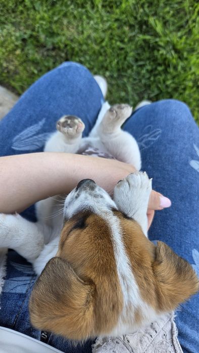 Две енергични мъжки Джак Ръселчета!