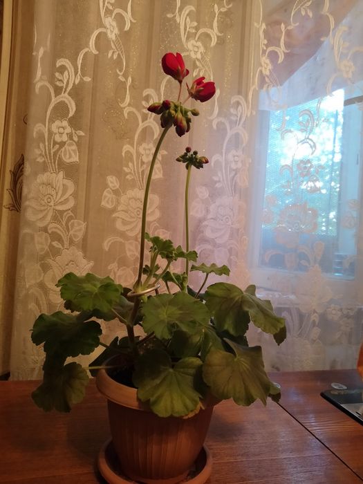 Пеларгония (герань)