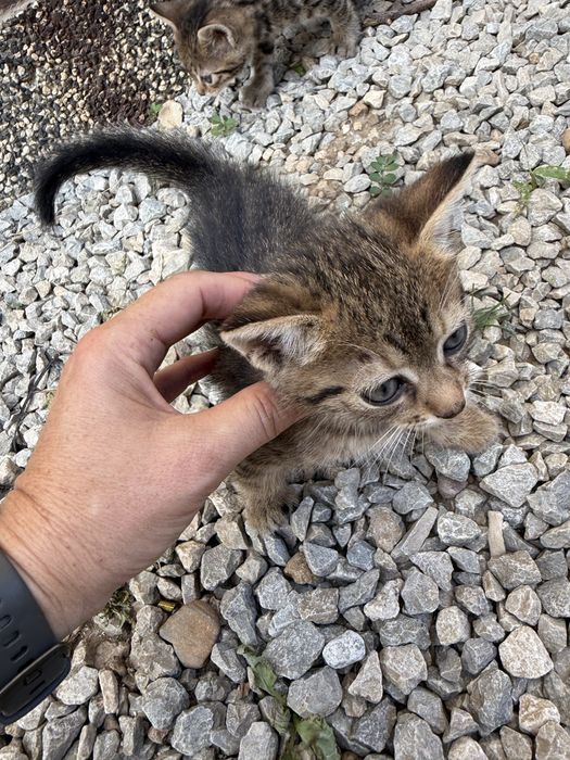 Подаряват се котета