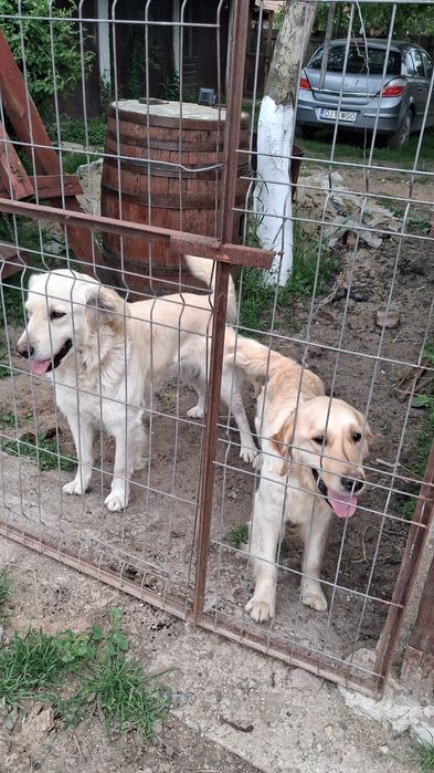 Pui Catel  Golden Retriver