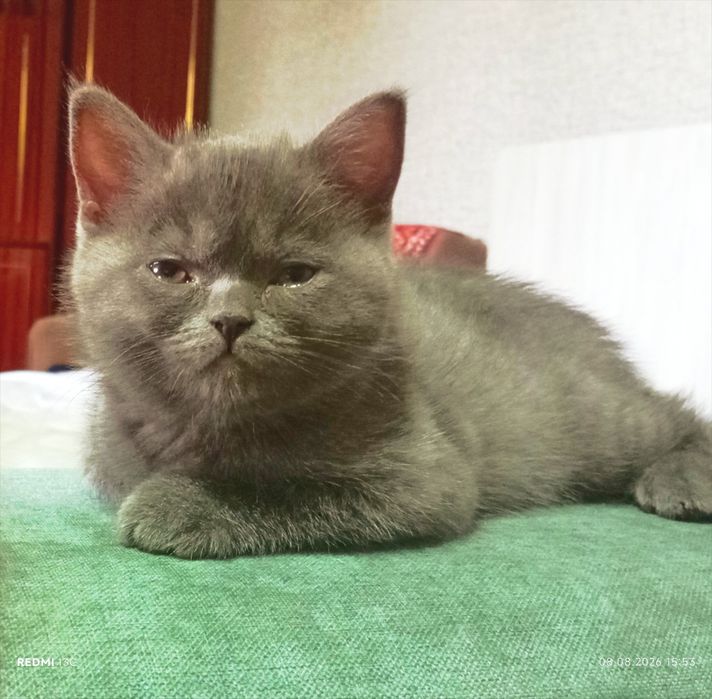 Котята скоттиш фолд/страйт