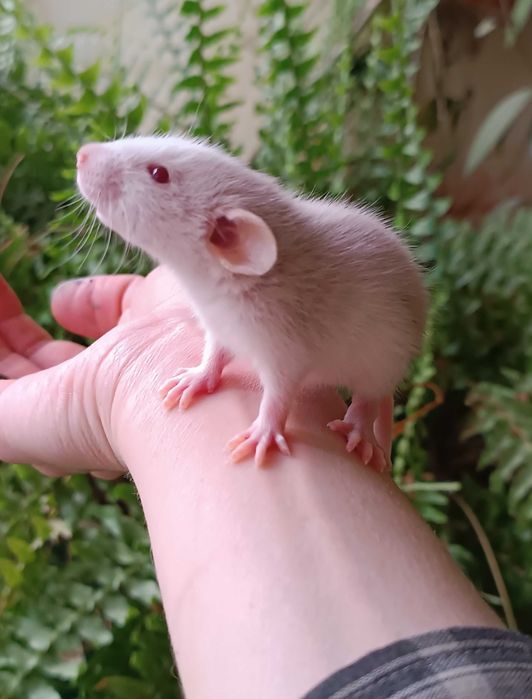 Продаются декоративные дамбо крысы 
Очень умные, спокойные и ручные.