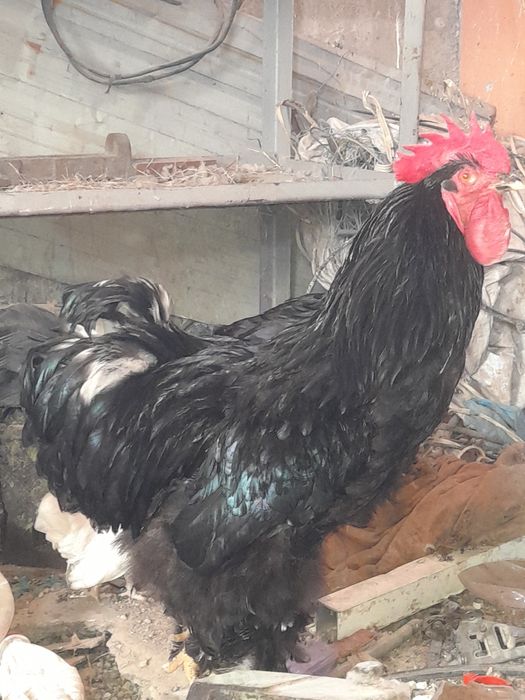 Optim sotiladi marg'ilon