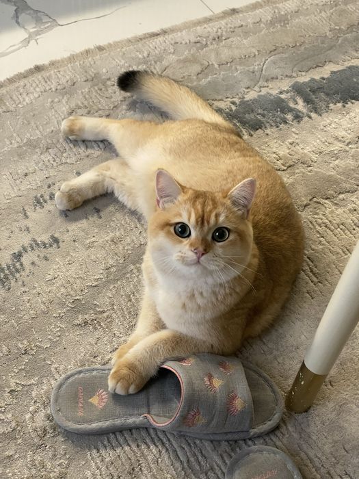 ВЯЗКА‼️ Британская Золотистая Шиншилла