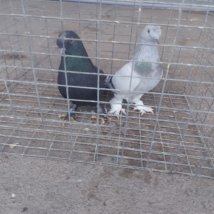 Такла насачуби  оба самец