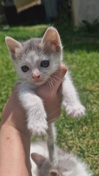 Подарявам коте на 50 дни