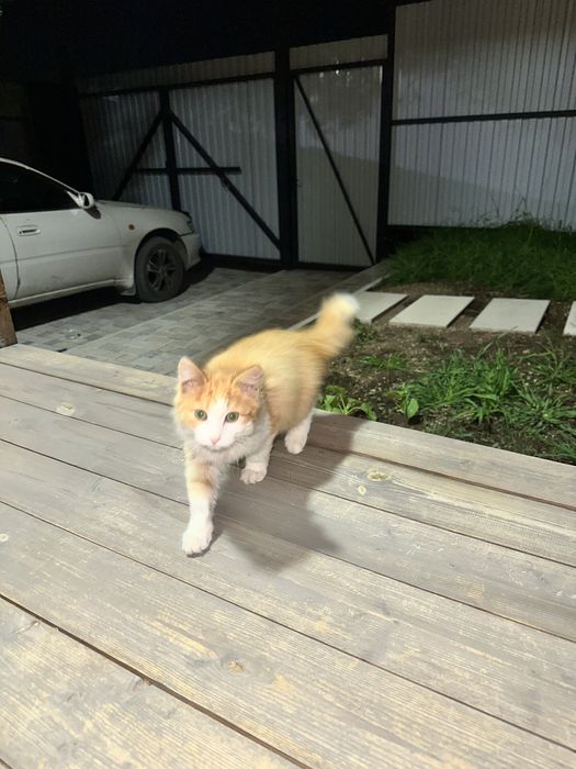 Пристраиваются две кошечки