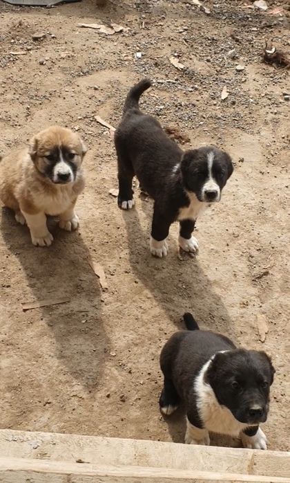 Төбет күшіктер сатылады