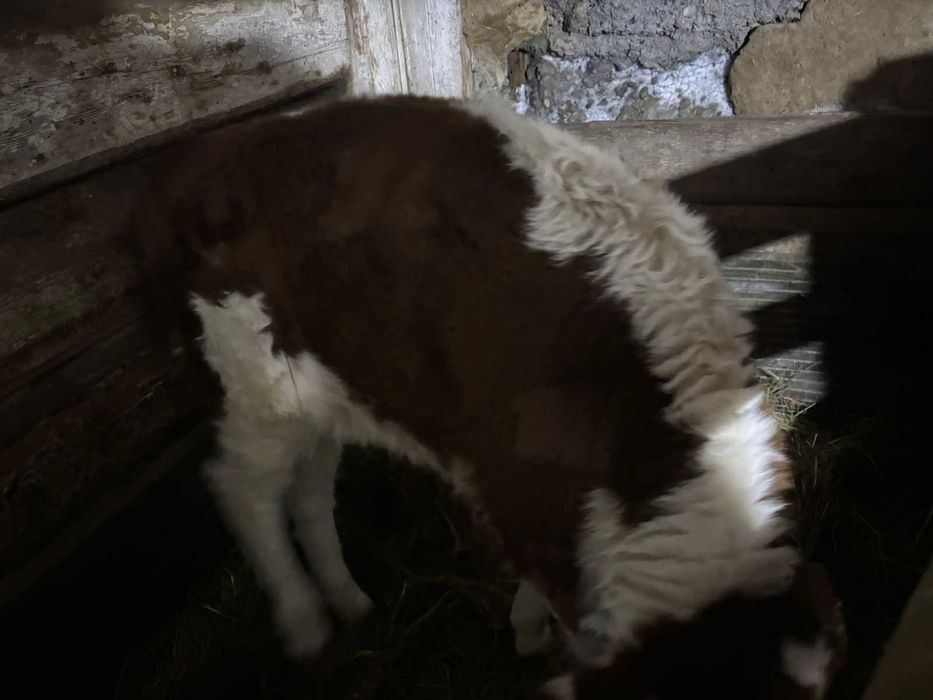 Продам теленка бычок