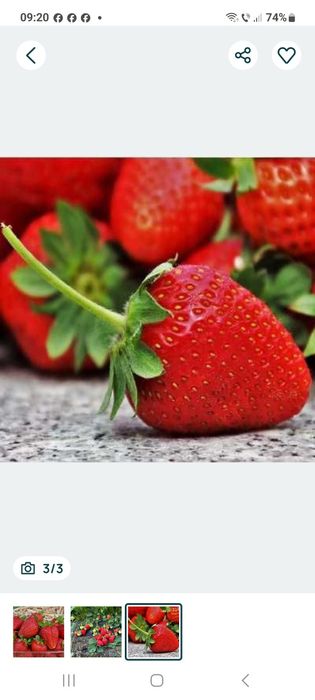 Stoloni capsuni soi romanesc