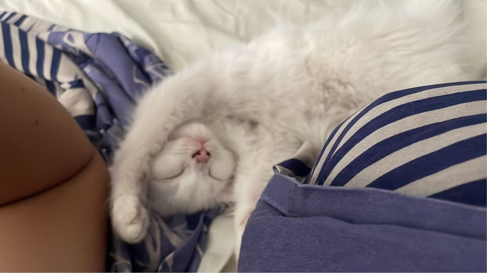 Отдам котенка даром