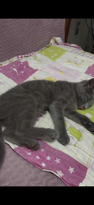 Отдам котенка БЕСПЛАТНО