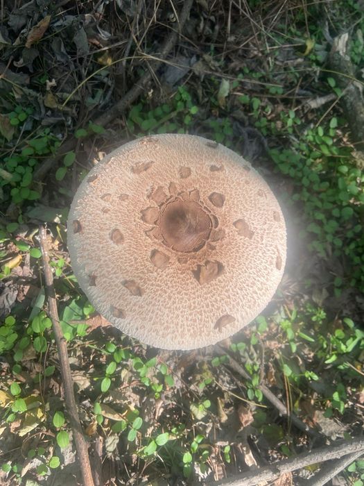 Vind ciuperci comestibile (piciorul căprioarei)