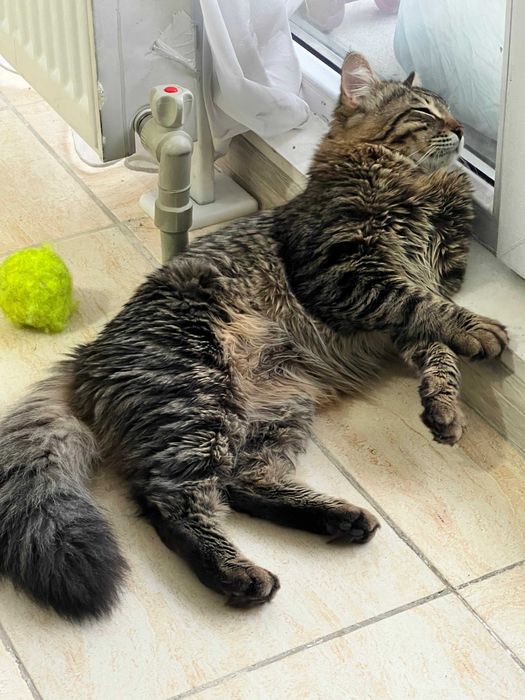 Молодой котик в поисках дома!