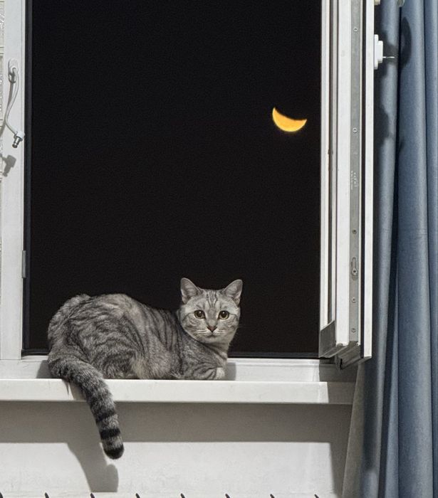 Отдаю кошку в добрые руки