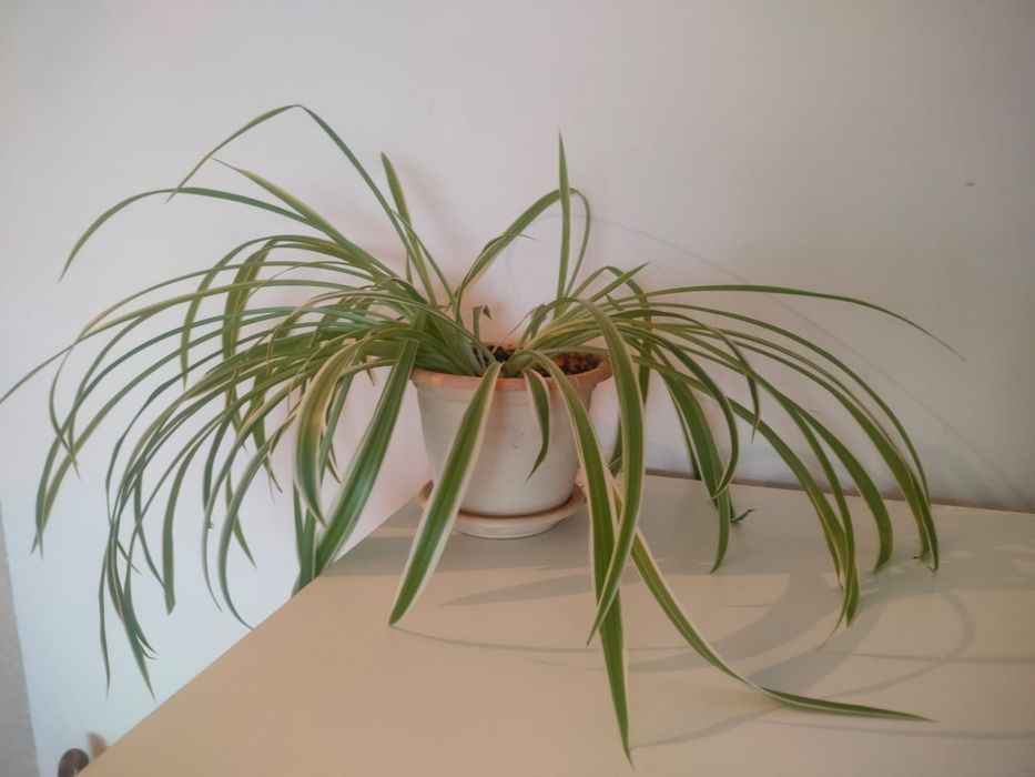 Хлорофитум пестрый.