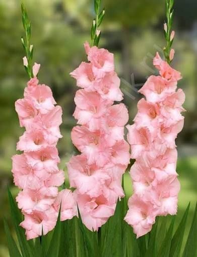 Саженцы и.   цветы