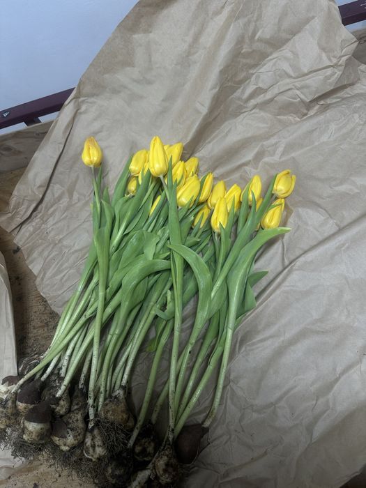 Тюльпаны высокие