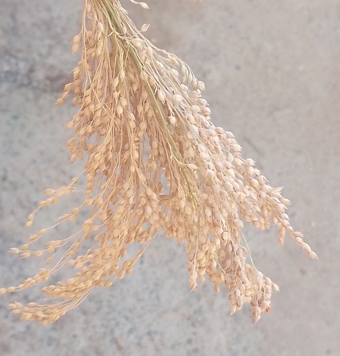 Arpa sotiladi bu