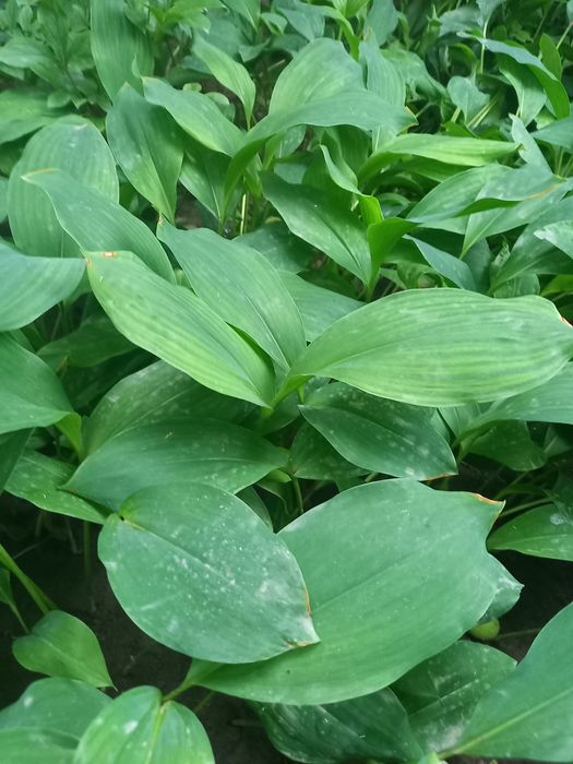 Садовые цветы папоротник, ландыши и функии, а также семена аквилегии