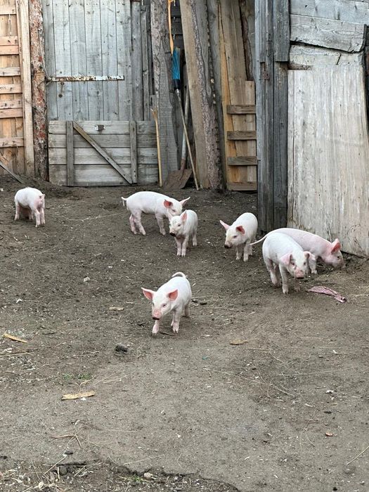 Продам поросят месячные
