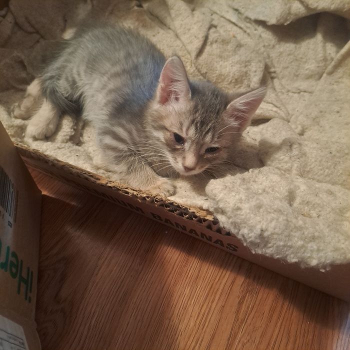 Котята дворовые даром