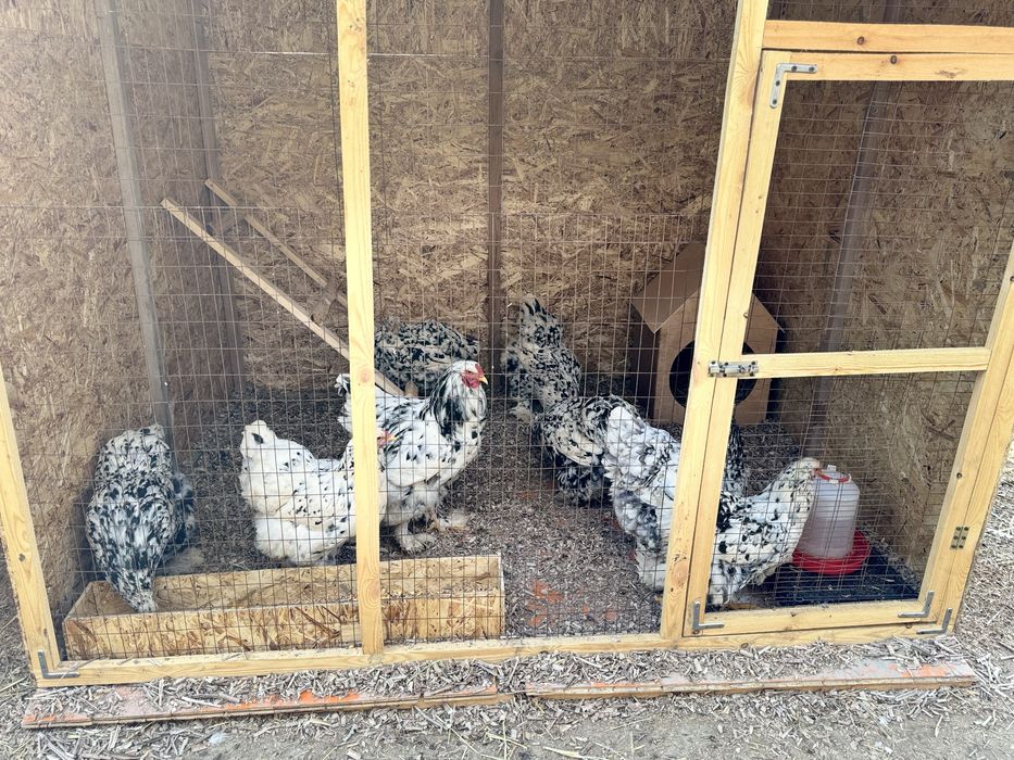 Брама мрамор ( Далматинка)